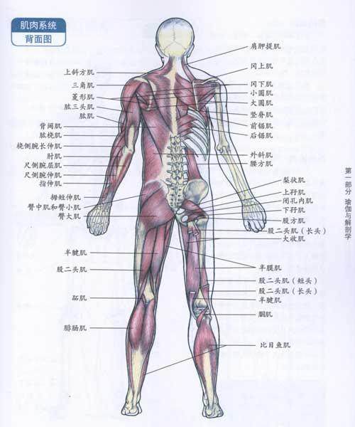 解剖学20个体表标志图片