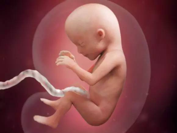 怀孕69天胎儿图图片