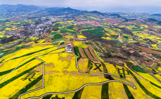 中国三大油菜花基地图片