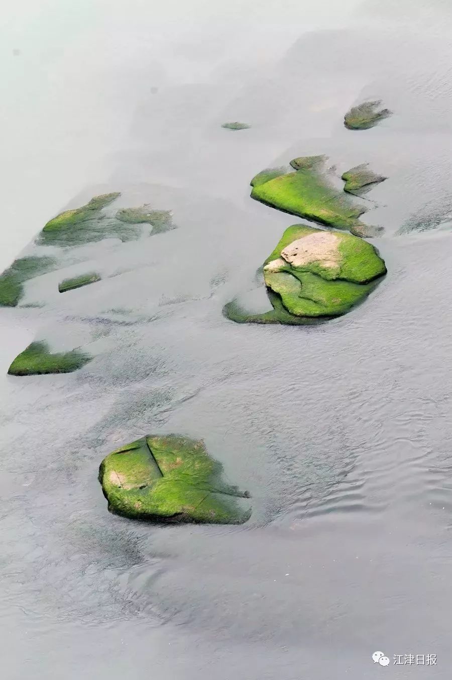 江津江八景之莲花石惊艳露面