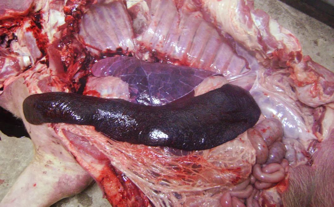 猪链球菌症状图片脾脏图片