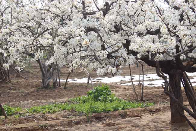 济南市商河县美丽乡村—李桂芬村