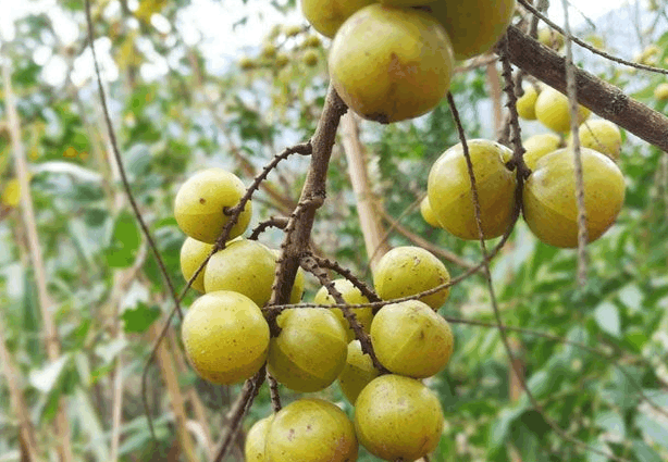 这种野果,甘回味甜,越吃越少年