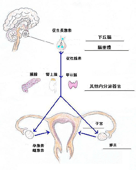 月经的原理什么_不来月经吃什么药(2)