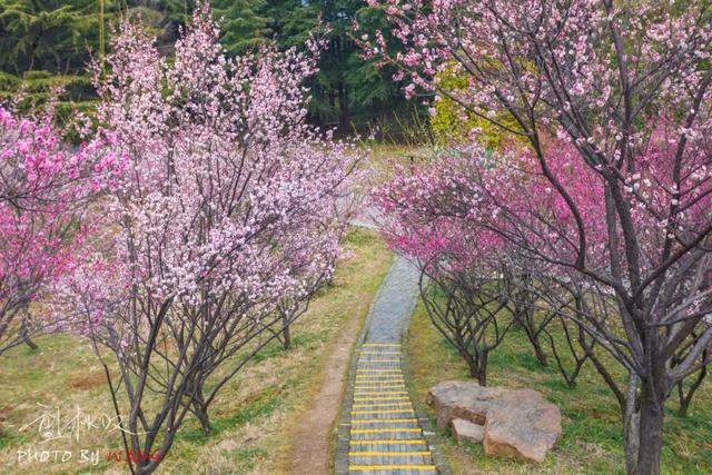 茱萸灣梅花山蜀岡西峰返回搜狐,查看更多