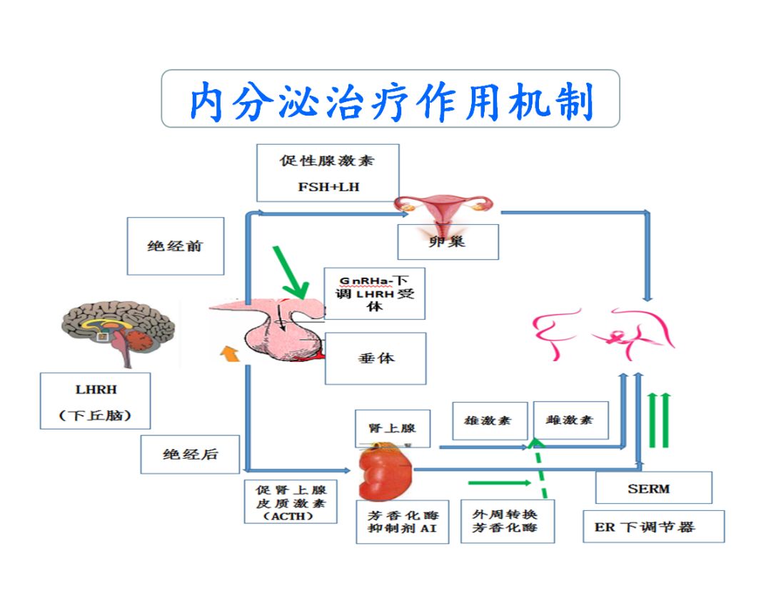 周四讲堂乳腺癌内分泌治疗