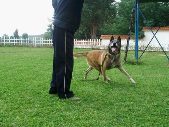 曼菲斯马犬原版图片图片