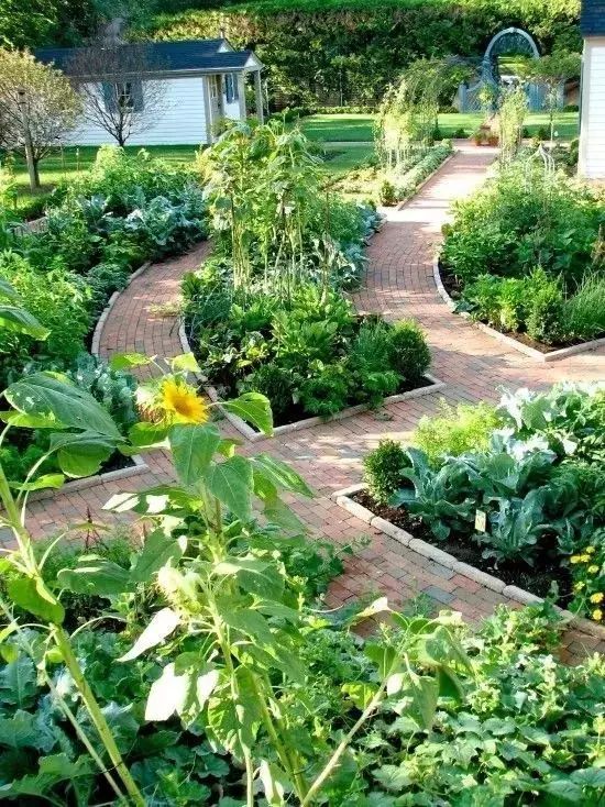 愿有一个小院,不养花,只种菜!