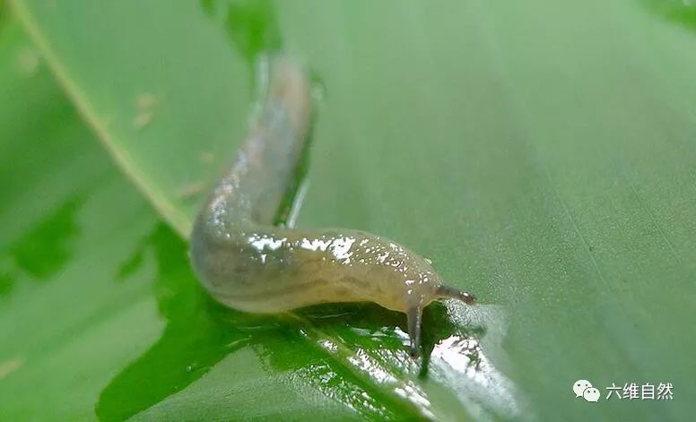 鼻涕虫和蜗牛很相似,只不过是没有壳,鼻涕虫是一种软体动物,外表看