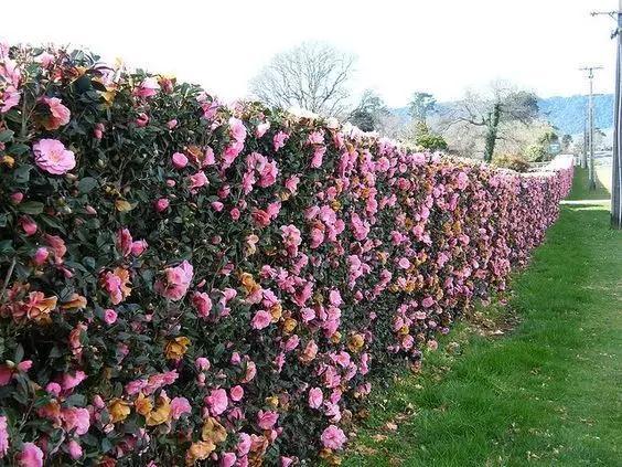那就种一道花篱,绝对惊艳你的世界,比如茶花绿篱,这是一种怎样的炫目