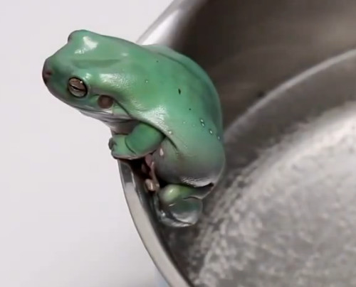温水煮青蛙现实图片
