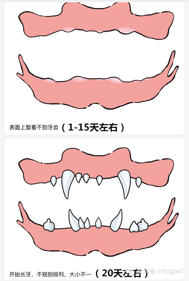 马犬牙齿年龄详细图图片