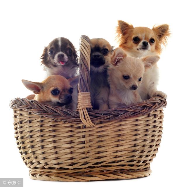不少家庭都会选择饲养的 6种小型犬