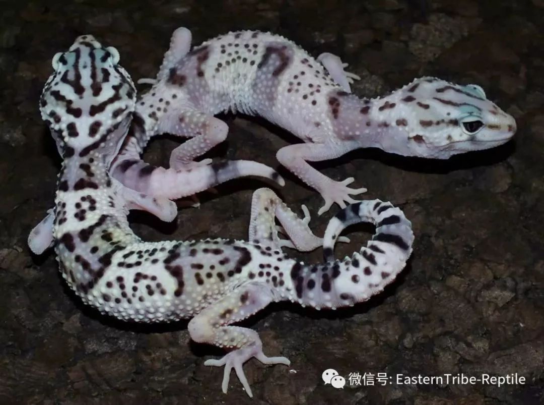 東邪圖鑑eublepharis斑瞼虎屬豹紋守宮leopardgecko的全家福