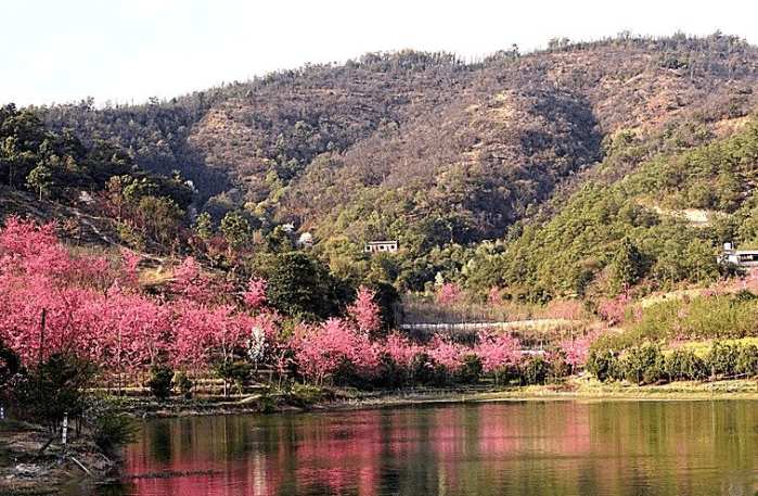 安宁樱花谷风景区图片