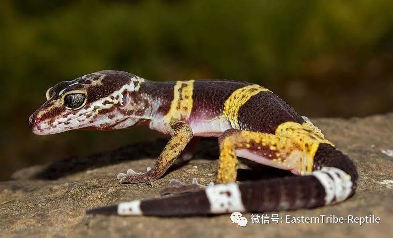 东邪图鉴eublepharis斑睑虎属豹纹守宫leopardgecko的全家福