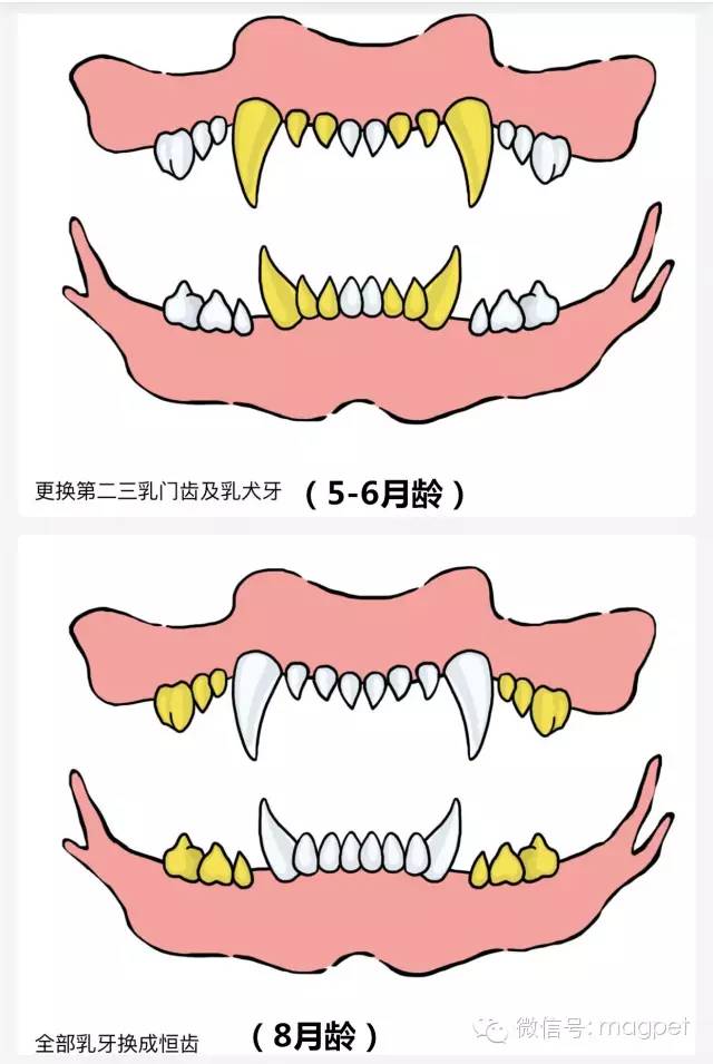 狗牙齿排列图图片