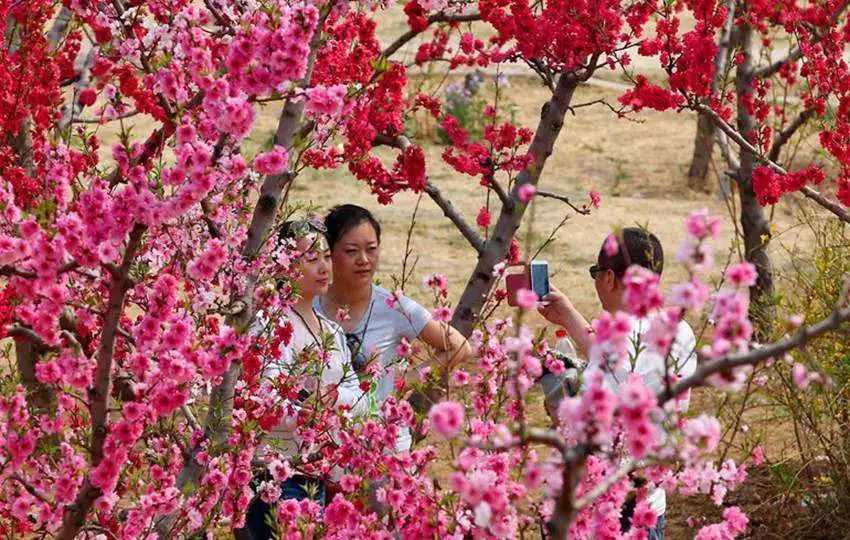 地點:恭城縣嘉會鎮太平村時間:2018年3月3日2,又見桃花紅——第十六屆