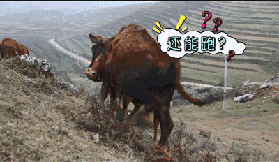 奔跑的牛动图图片