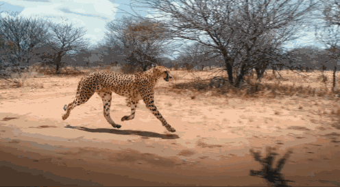 有些用肉眼很难真正观察到的动物,比如猎豹,它的奔跑速度高达100km/h