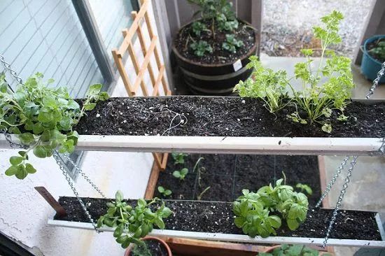 用雨水槽养成垂直的花园 菜园 将花卉和蔬菜种在墙上