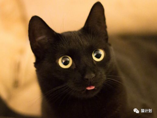 黑猫吐舌头表情包图片