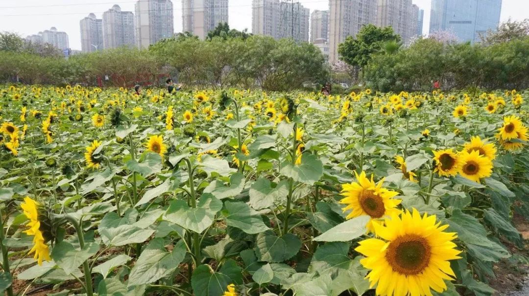 花海就在桂城城中心的位置,桂城宜家旁,20亩向日葵烂漫盛放自驾:佛山