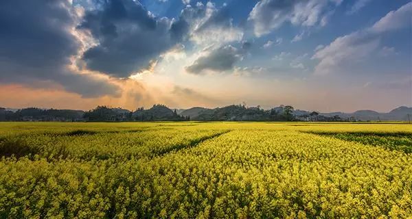 都匀凯口油菜花开了,好热闹】贵州最全油菜花地图,美翻了!