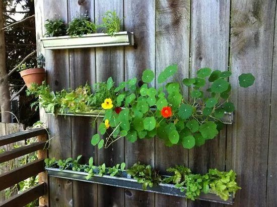 用雨水槽养成垂直的花园 菜园 将花卉和蔬菜种在墙上