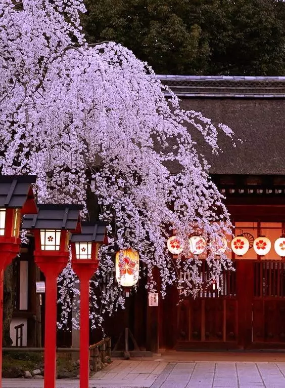 除了赏樱,神社的万灯祭也很有看头.by skaitad喜欢樱花,来这里就对了!