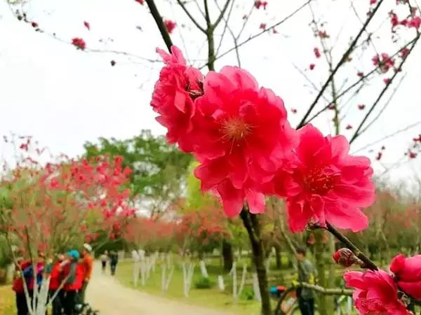 魚峰區南柳石路西七巷289號賞花地:都樂巖柳州釣魚島桃花林坐落在千畝