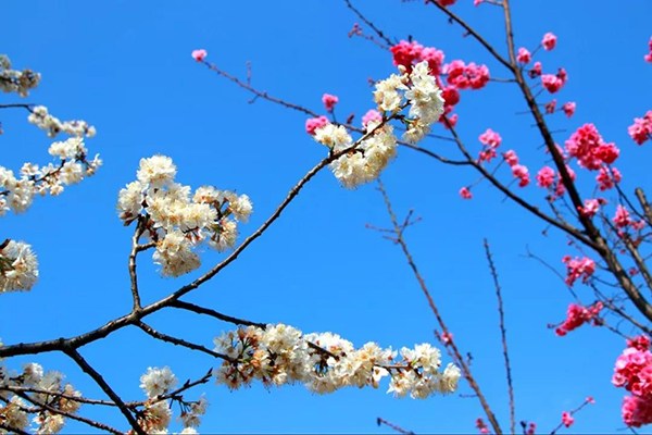 曲靖师范学院樱花图片