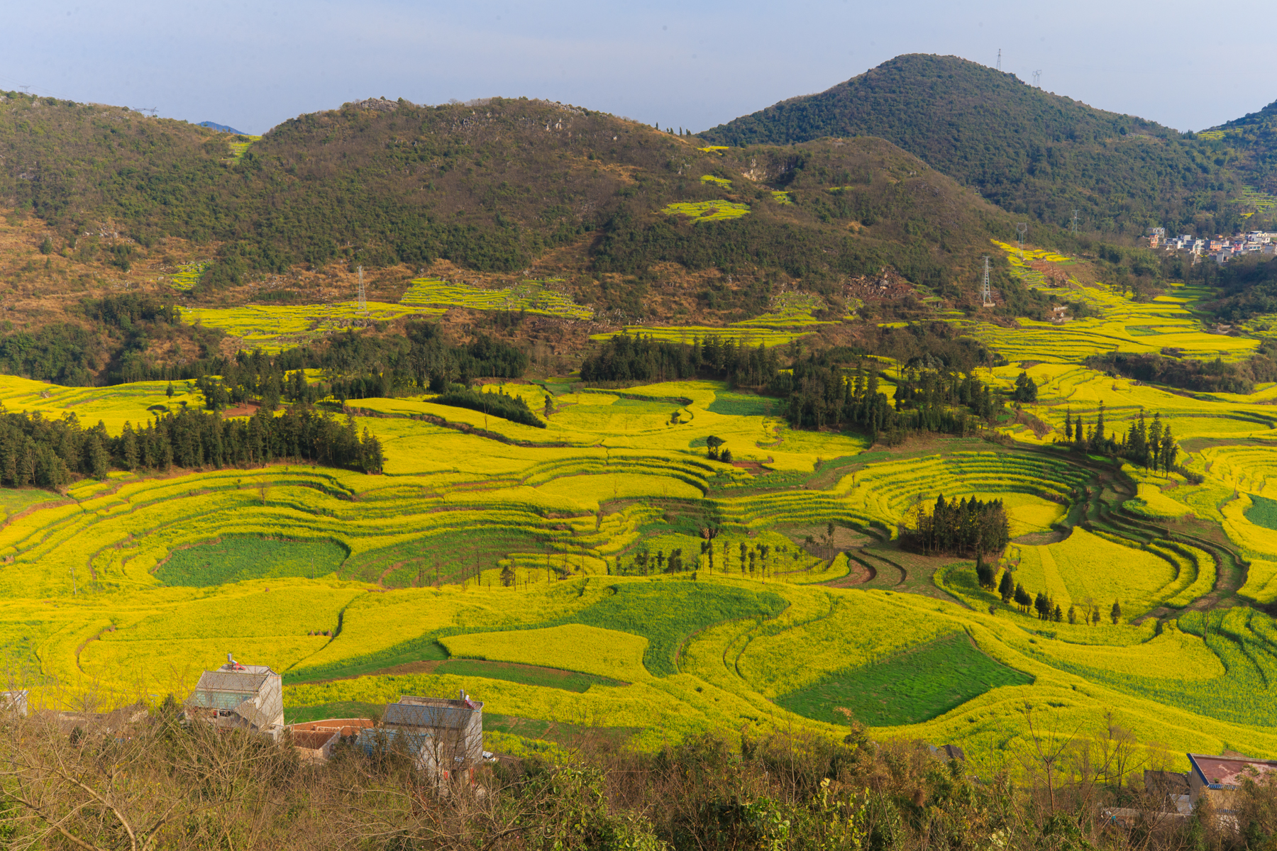 一年一度的雲南羅平油菜花旅遊節,將