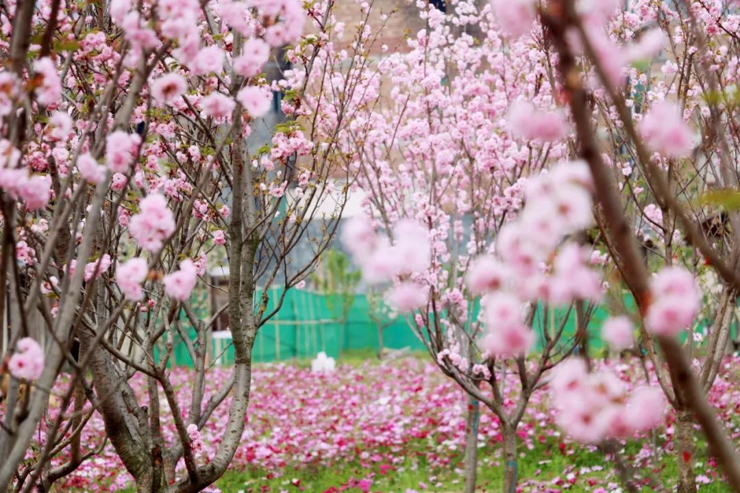 张家港农耕园樱花节图片