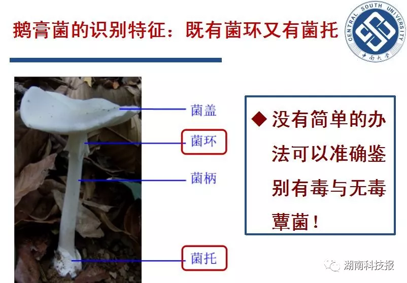 重点来了鹅膏肽类毒素化学性质稳定,耐高温,耐干燥和酸碱,一般的烹调