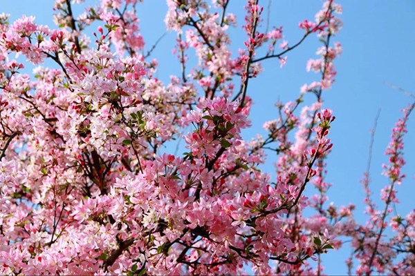 曲靖师范学院樱花图片