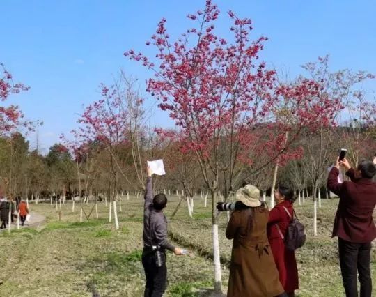 地址:沐川櫻花公園賞花時間:2月中旬-4月下旬眉山夢裡水鄉離樂山不遠