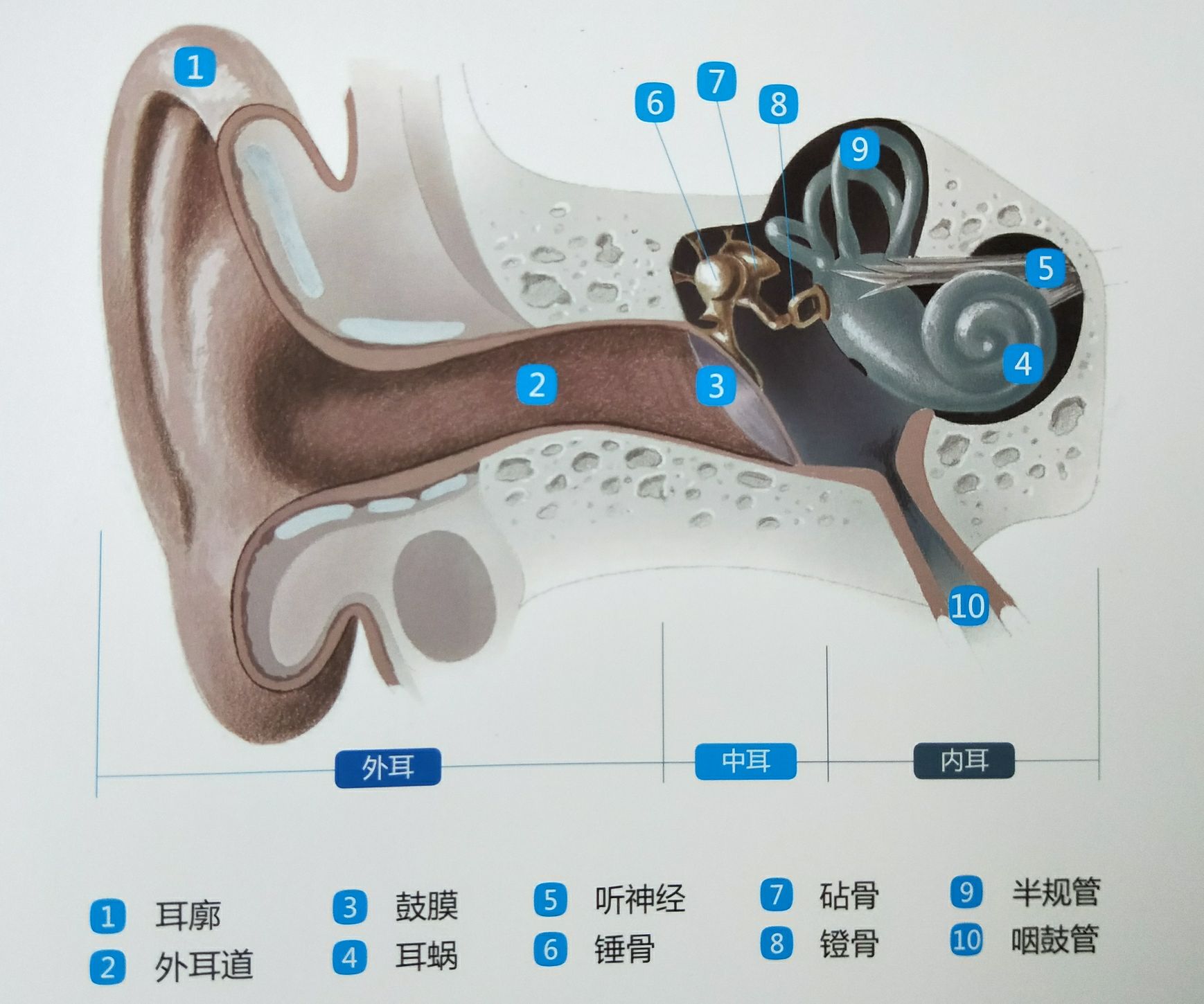 全國愛耳日保護耳朵從哪些細節入手