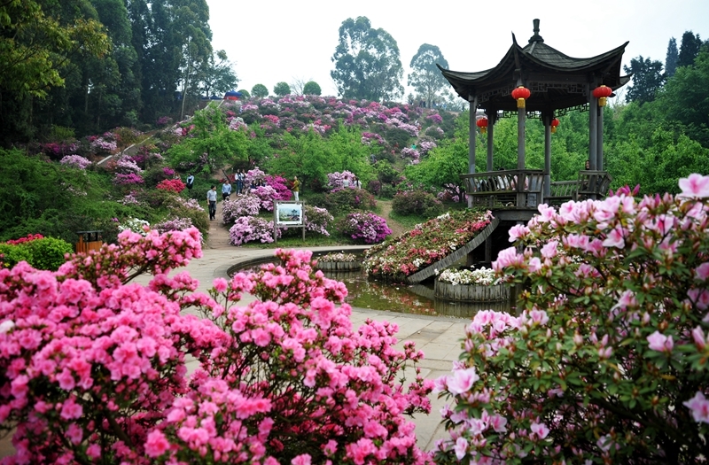 成都市看花的景点推荐图片