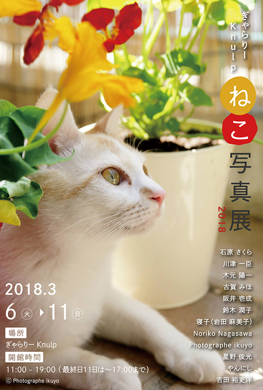 日本年度最萌猫咪写真展3月登陆东京12位摄影师为你呈上 治愈系 猫咪写真