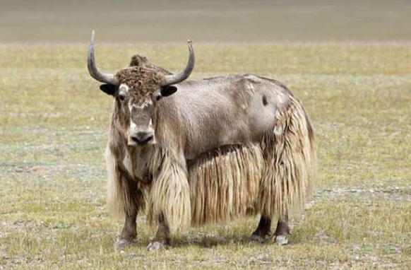 九龙牦牛之世界最大图片