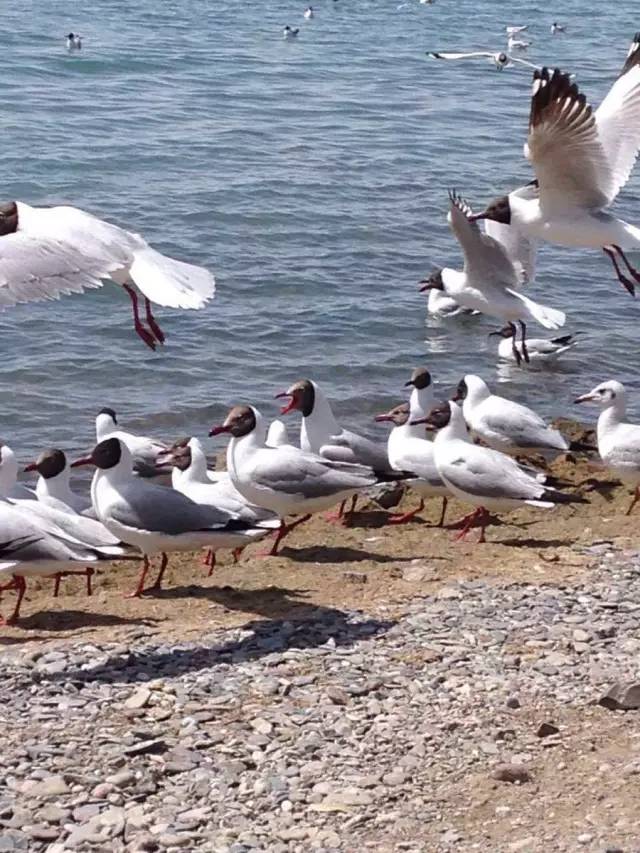 青海湖鸟岛!每年4