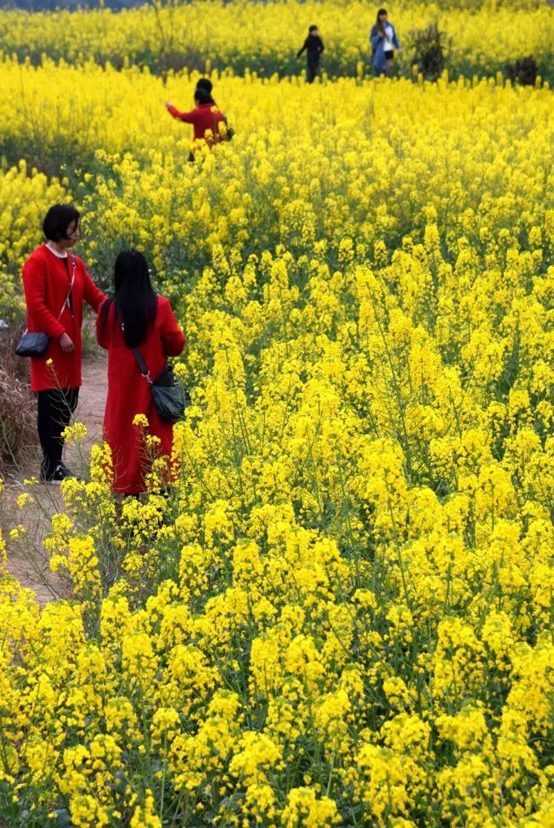 桃花3月五龍山桐花5月玫瑰花4月—5月- end -圖 | 視覺仁壽返回搜狐