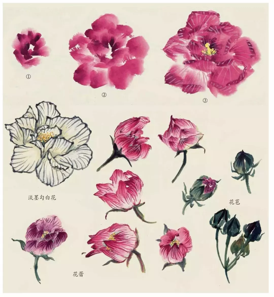 各种花朵的画法教程图片