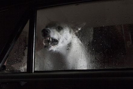 雨中的狗落魄图片