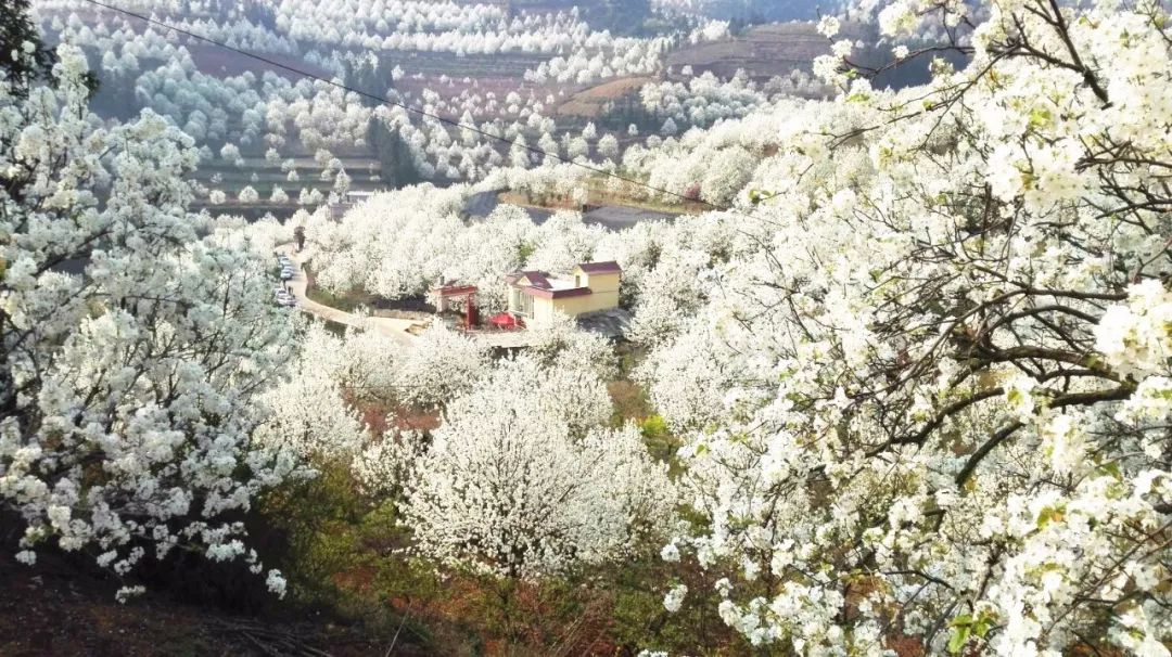 这就是 云南省个旧市城加级寨 这个春天 因漫山遍野的雪白梨花