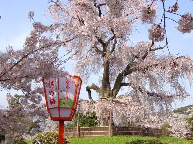 日本樱花季,最是京都樱花细雨浪漫时