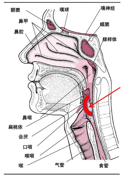 喉结下面是什么部位图片