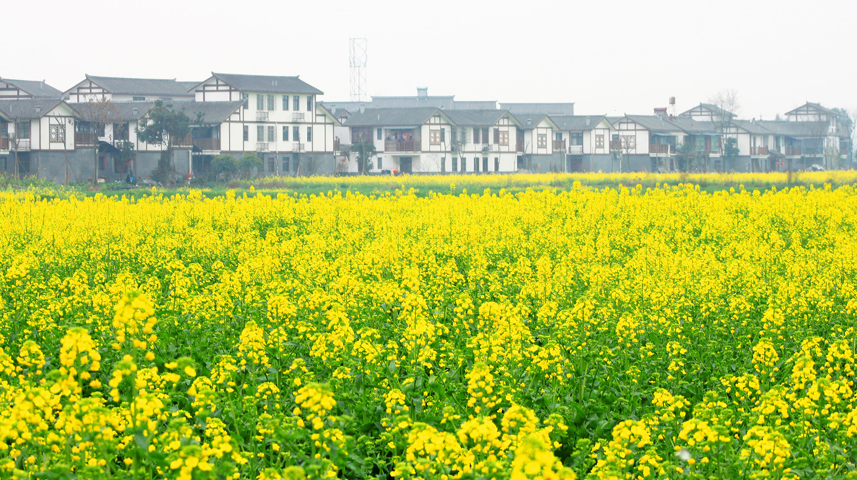 蓝田村油菜花图片