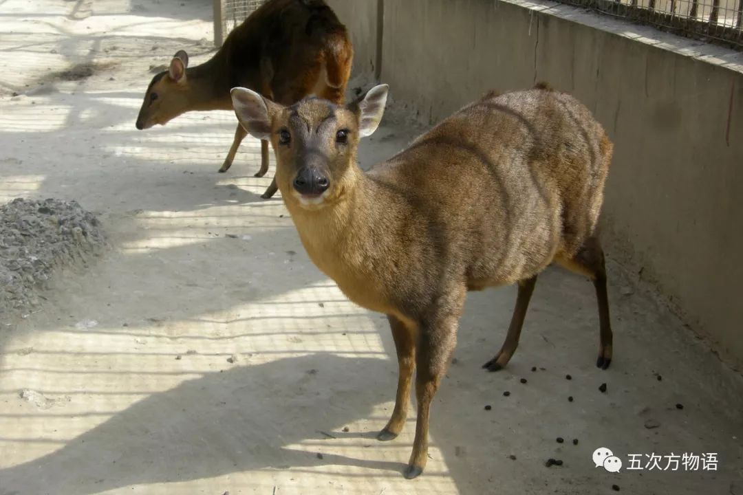 黃麂muntiacus muntjak,鹿科麂屬還有鹿,馬鹿梅花鹿白